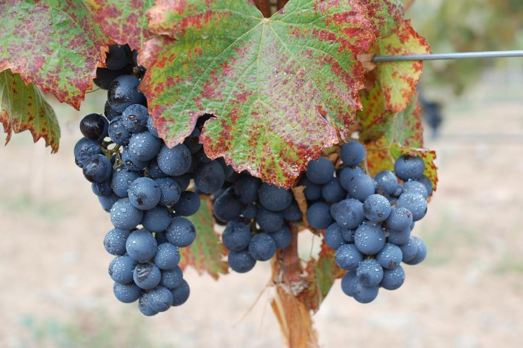 Miraluna Bodega Boutique Cachí Buitenkant foto